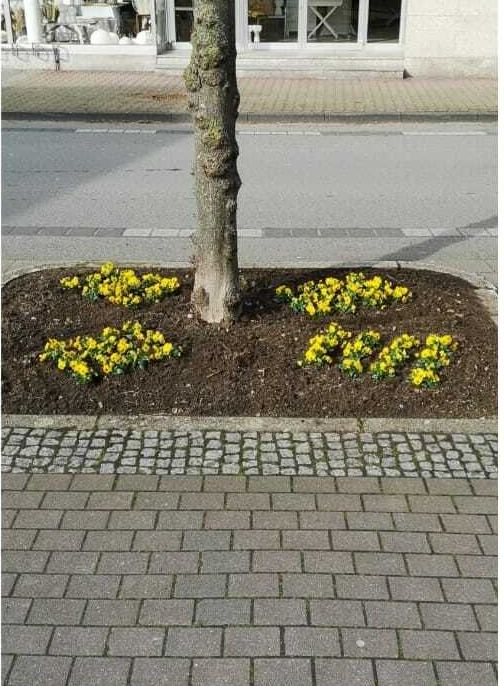 Nachher: neu bepflanzte Baumscheibe