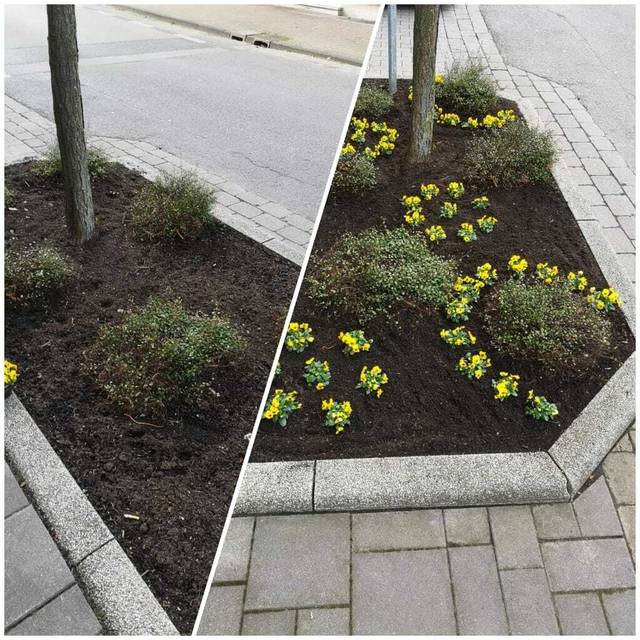 Baumscheibe neu bepflanzt – vorher und nachher