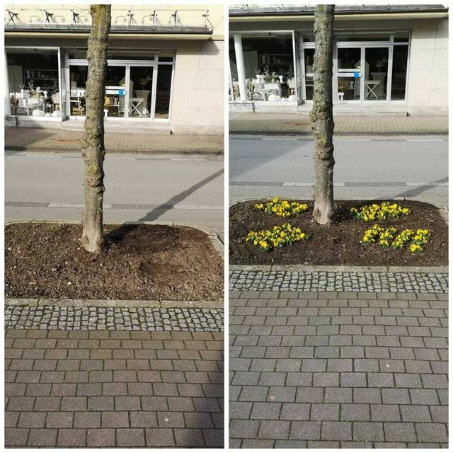 Baumscheibe mit Stiefmütterchen – vorher und nachher