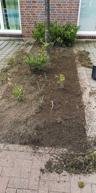 Beet vorbereitet und bepflanzt