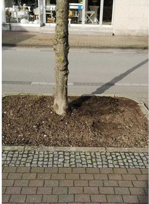 Vorher: kahle Baumscheibe